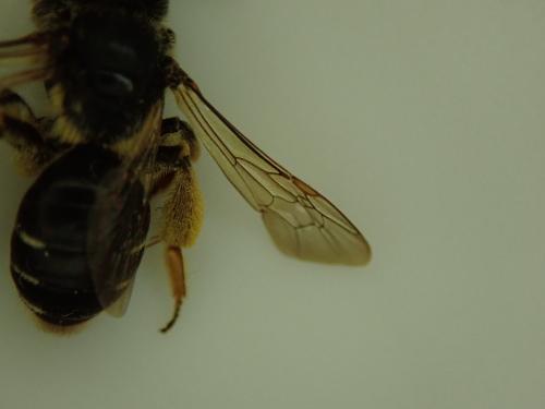 Andrena sp.