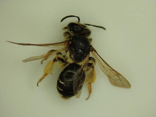 Réf. 259 066 : Andrena sp.
