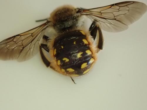 Anthidium manicatum