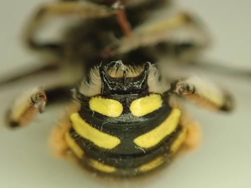 Anthidium manicatum