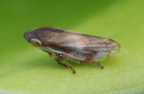 Neophilaenus sp.