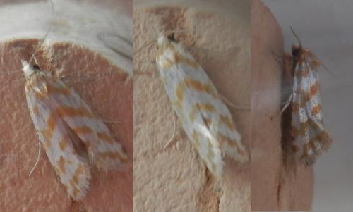 Aethes margaritana