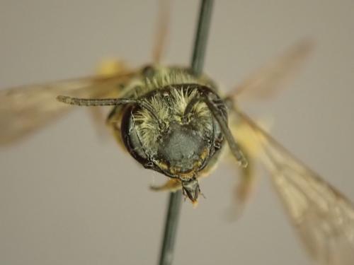 Andrena sp.