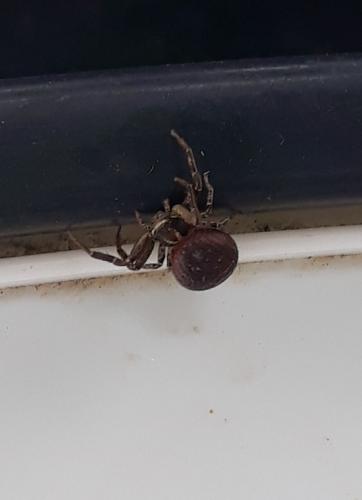 Xysticus_sl sp.