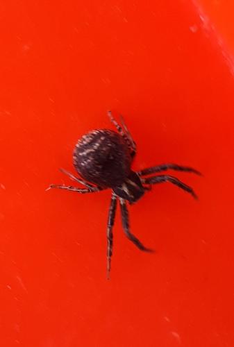 Xysticus_sl sp.