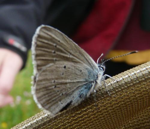 Réf. 259 179 : Cyaniris semiargus