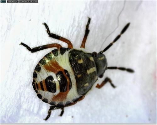 Réf. 259 635 : Carpocoris sp.