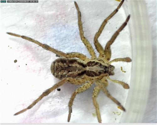 Hogna radiata minor
