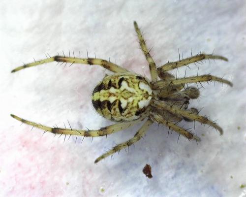 Réf. 259 653 : Neoscona adianta