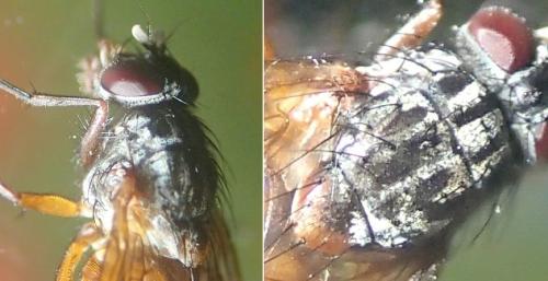 Réf. 259 349 : Phaonia subventa