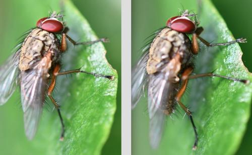Phaonia angelicae