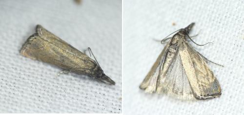 Réf. 259 291 : Platytes cerussella