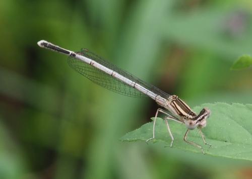 Platycnemis latipes