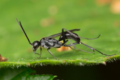 Auplopus (albifrons-rectus)