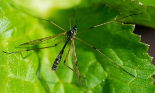 Réf. 259 690 : Ptychoptera sp.