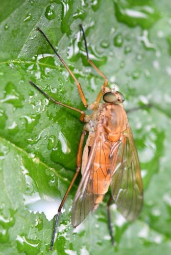 Réf. 259 346 : Rhagio tringarius