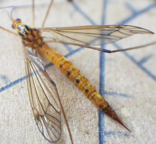 Nephrotoma sp.