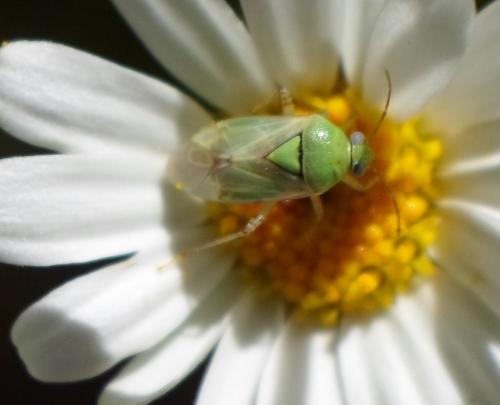 Lygus gemellatus