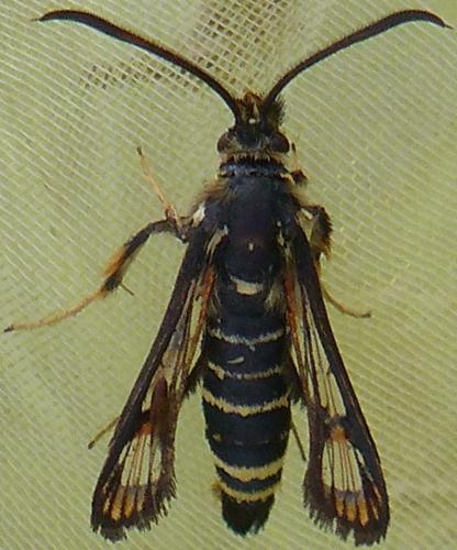 Bembecia sp.