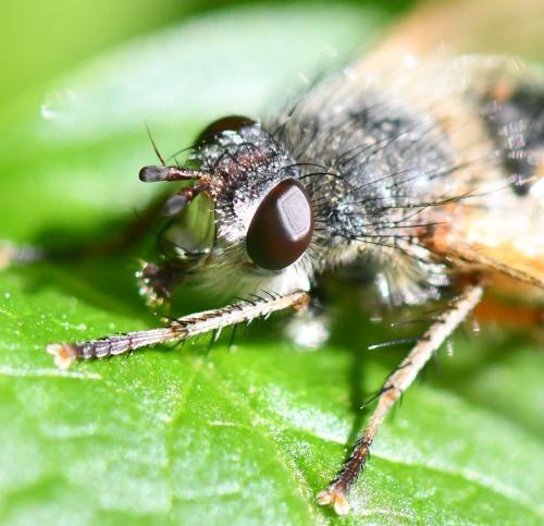Réf. 259 101 : Tachina lurida