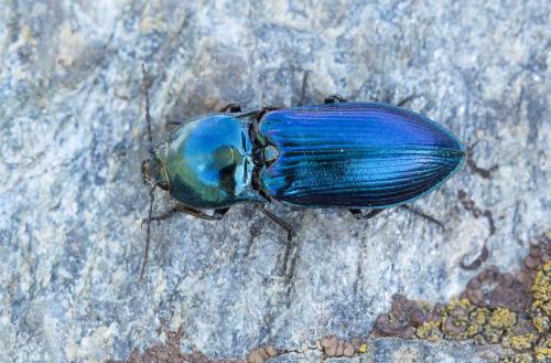 Selatosomus aeneus