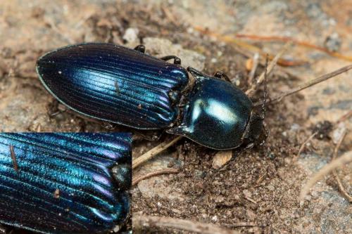Selatosomus aeneus