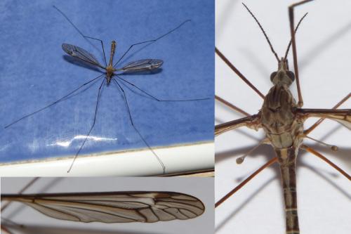 Réf. 259 431 : Tipula sp.