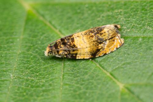 Réf. 259 565 : Celypha aurofasciana