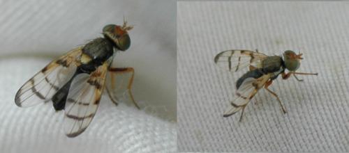 Urophora solstitialis
