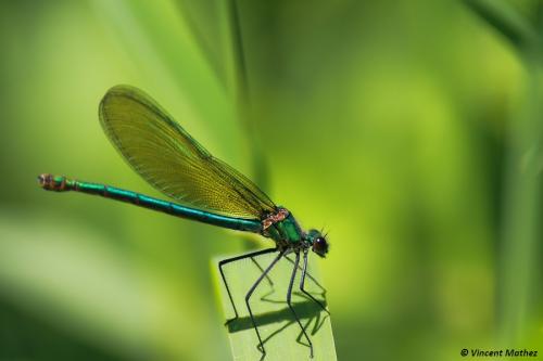 Calopteryx splendens