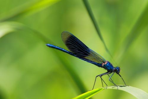 Calopteryx splendens