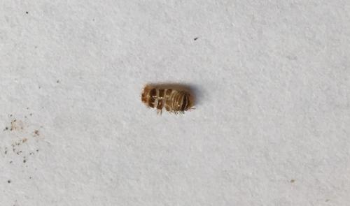 Anthrenus sp.