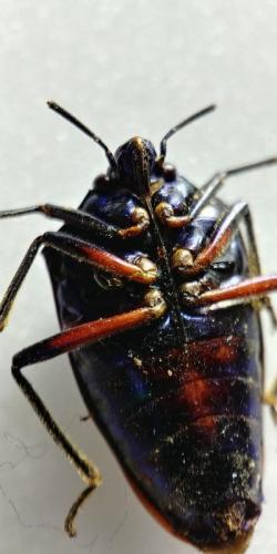 Scutellerinae