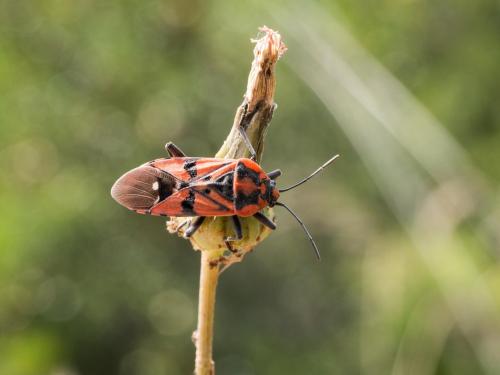Réf. 259 272 : Spilostethus pandurus