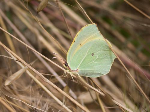 Réf. 259 631 : Gonepteryx cleopatra