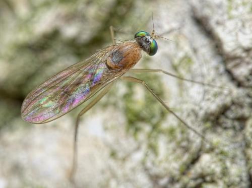 Réf. 259 400 : Neurigona quadrifasciata
