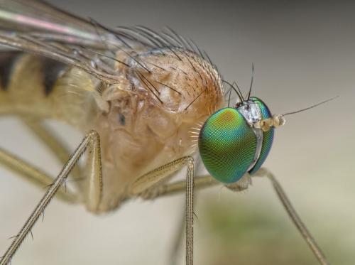 Neurigona quadrifasciata