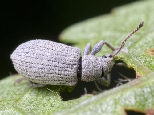 Phyllobiini