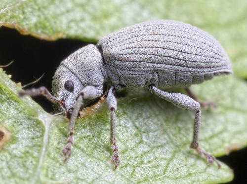Phyllobiini