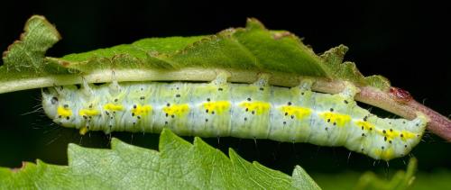 Diloba caeruleocephala