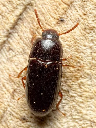 Diaclina fagi