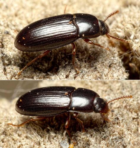 Diaclina fagi