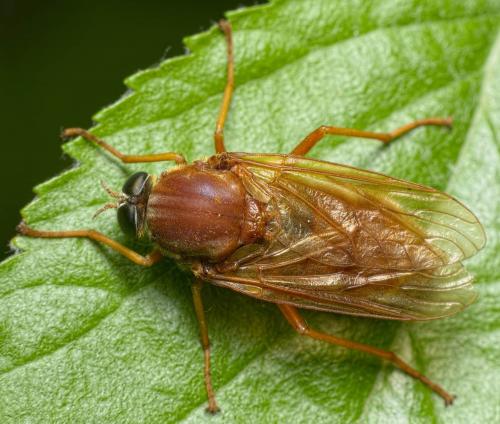 Réf. 259 670 : Coenomyia ferruginea