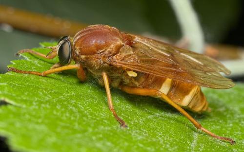 Coenomyia ferruginea