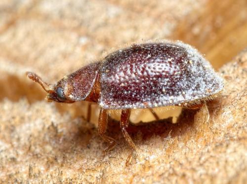 Thymalus limbatus