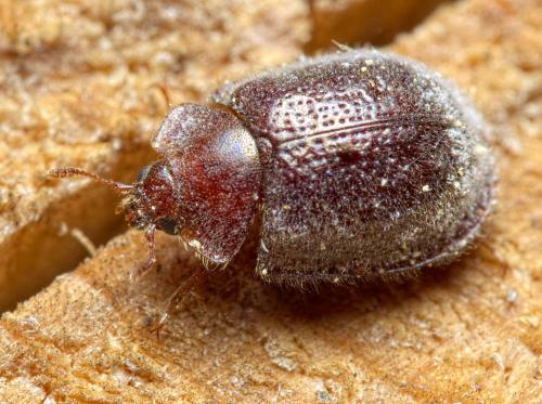 Thymalus limbatus
