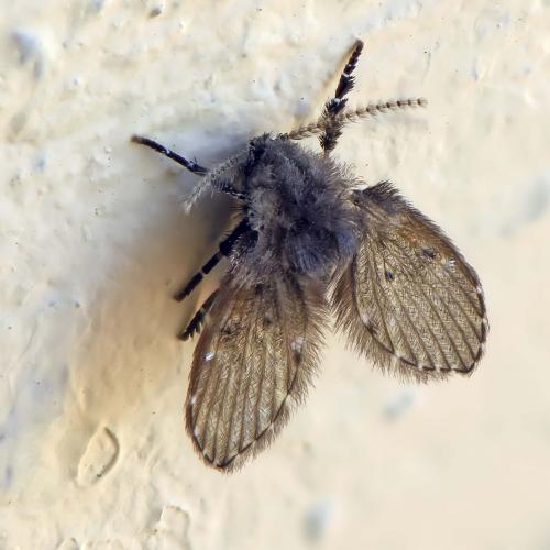 Clogmia albipunctata