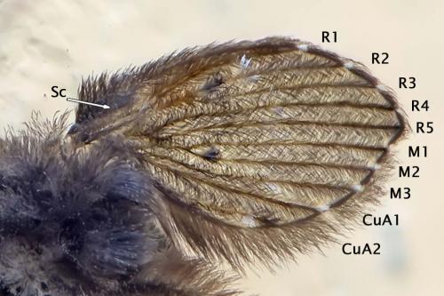 Réf. 259 165 : Clogmia albipunctata