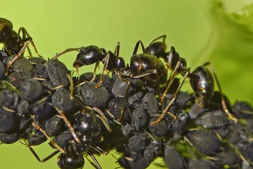 Lasius fuliginosus
