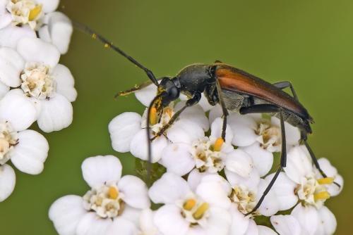 Réf. 259 370 : Stenurella melanura